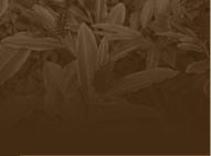 Schonewill International Design